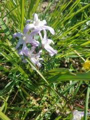 Scilla forbesii
