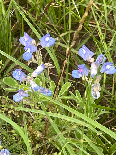 Lupinus subcarnosus, photograph 1