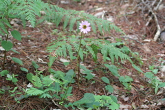 Iostephane heterophylla