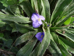 Tradescantia subacaulis