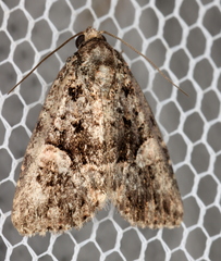 Condica macrosema