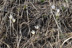 Crocus alatavicus