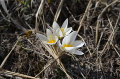 Crocus alatavicus