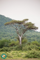 Vachellia nilotica