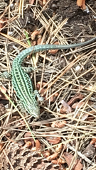 Podarcis pityusensis formenterae