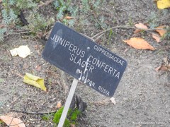 Juniperus rigida conferta
