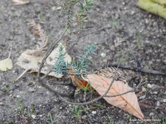 Juniperus rigida conferta