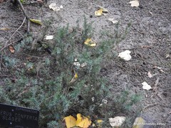 Juniperus rigida conferta