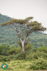 Vachellia nilotica