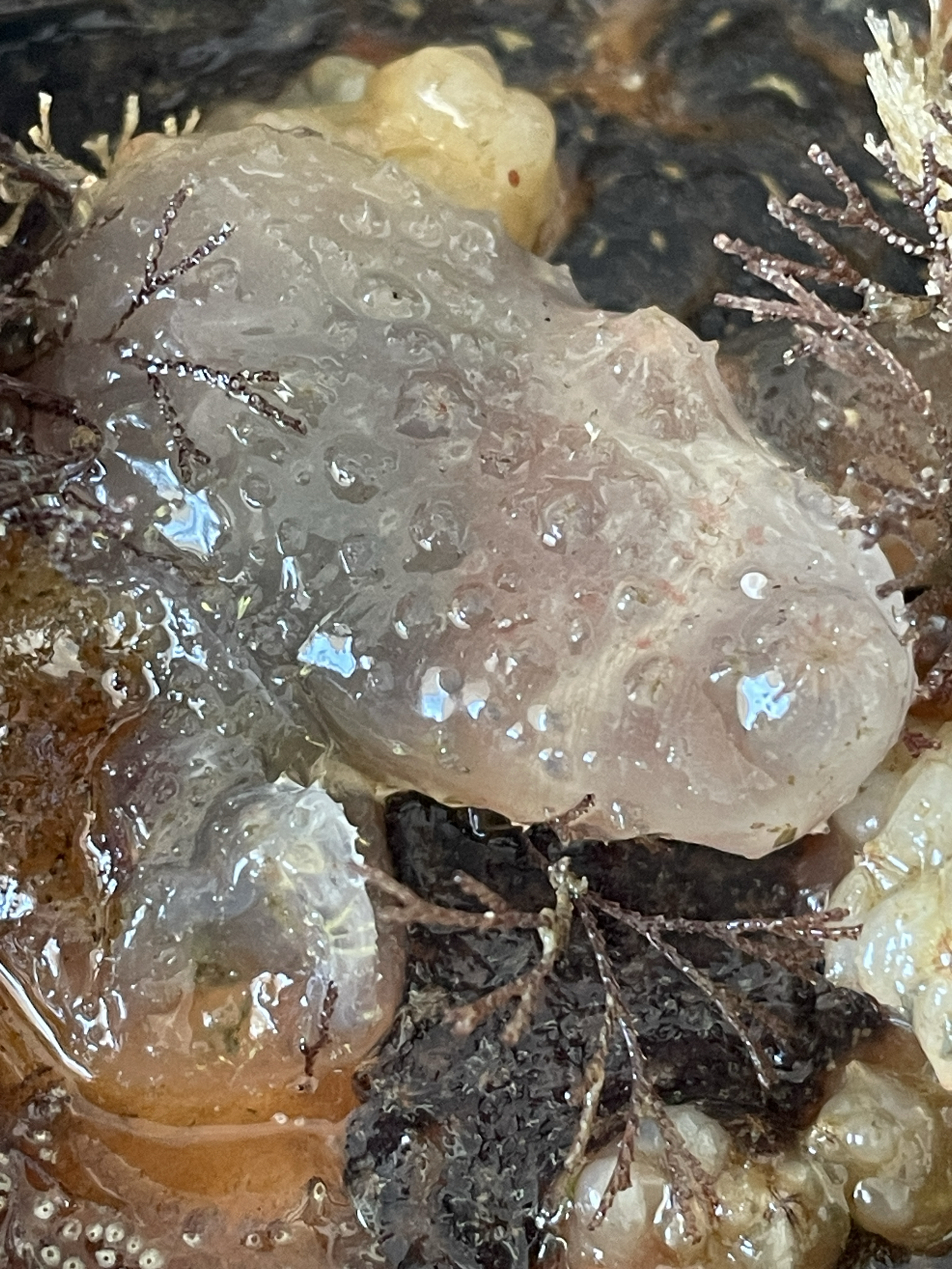 Ascidiella aspersa (Müller, 1776)