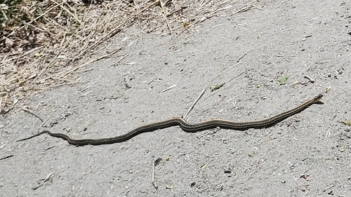 Plains Garter Snake