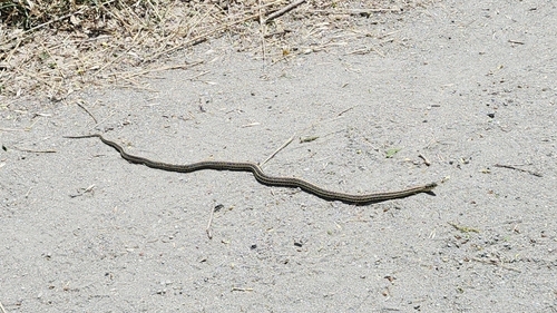 Plains Garter Snake