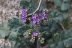 Phacelia crenulata minutiflora