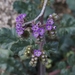 Phacelia crenulata minutiflora - Photo (c) James Bailey, algunos derechos reservados (CC BY-NC), subido por James Bailey