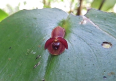 Pleurothallis cordata