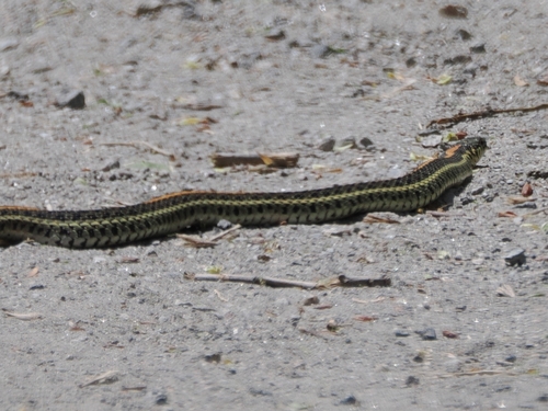 Plains Garter Snake