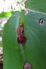 Pleurothallis cordata