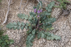 Phacelia crenulata minutiflora