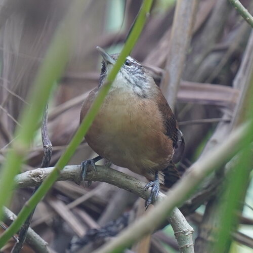 Long-billed Wren (Cantorchilus longirostris), photo 7