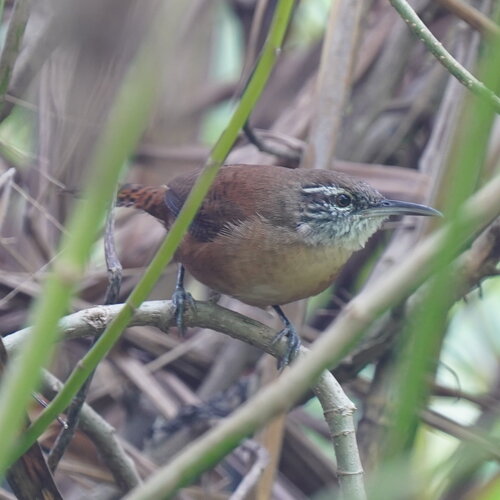Long-billed Wren (Cantorchilus longirostris), photo 6