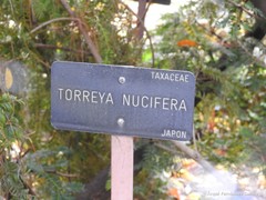 Torreya nucifera