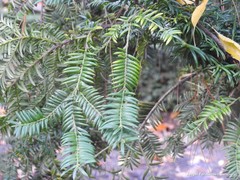 Torreya nucifera