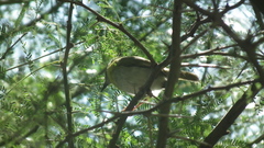 Apalis flavida