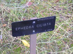 Ephedra foliata