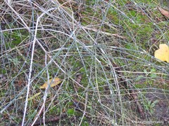 Ephedra foliata