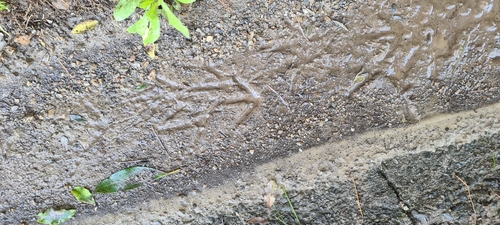 Little Spotted Kiwi (Apteryx owenii), photo 4