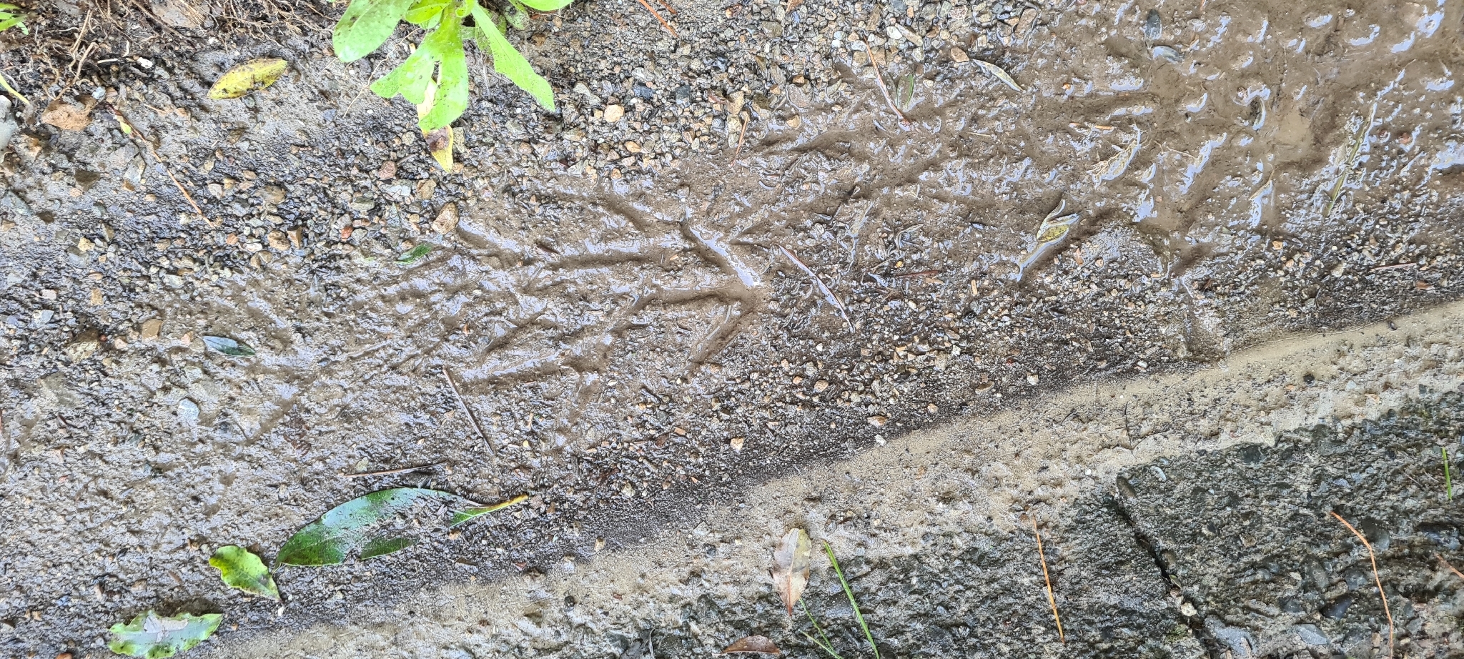 Little Spotted Kiwi (Apteryx owenii), photo 4