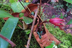 Maxillaria cryptobulbon