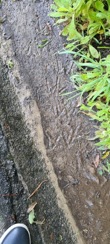 Little Spotted Kiwi (Apteryx owenii), photo 5