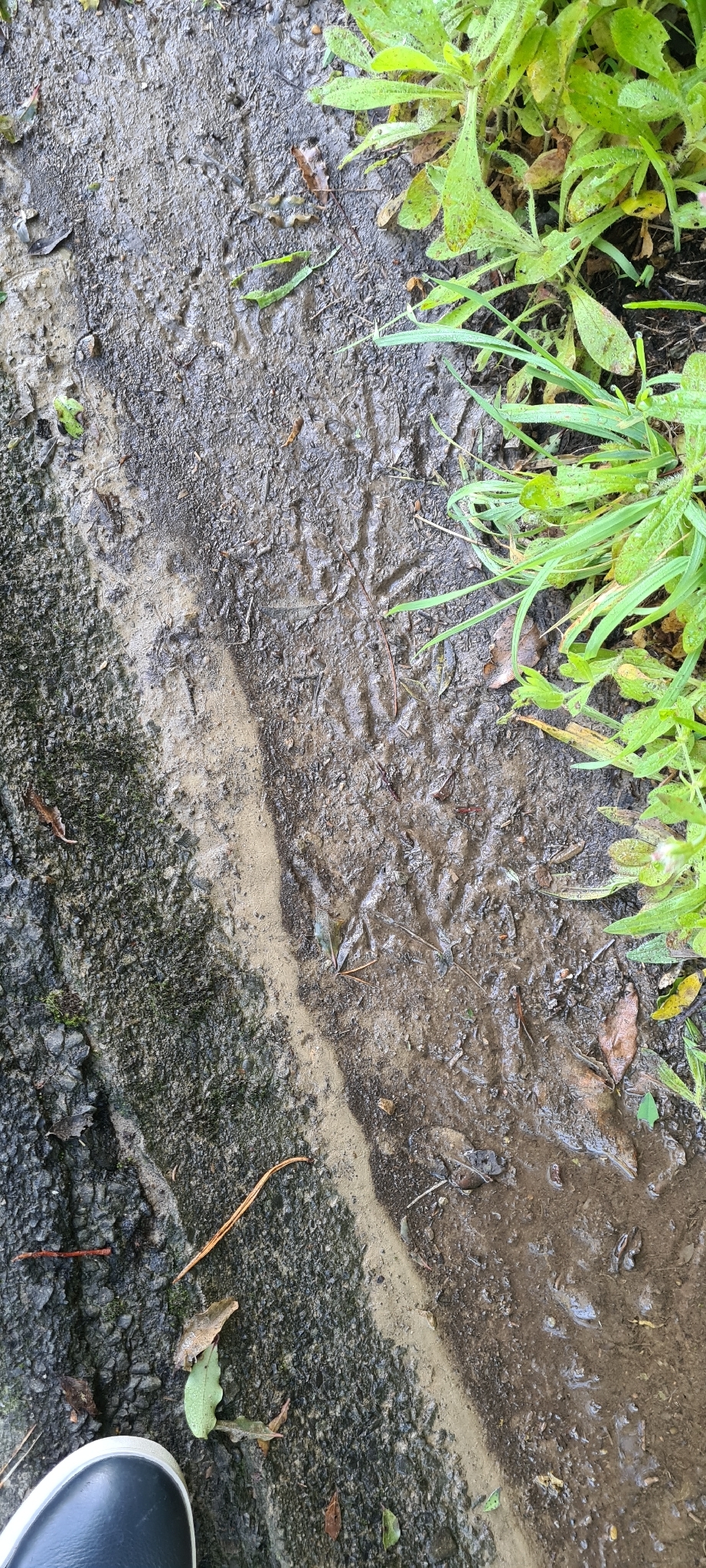 Little Spotted Kiwi (Apteryx owenii), photo 5