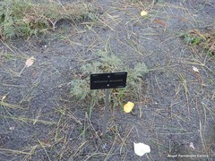 Microbiota decussata