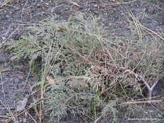 Microbiota decussata