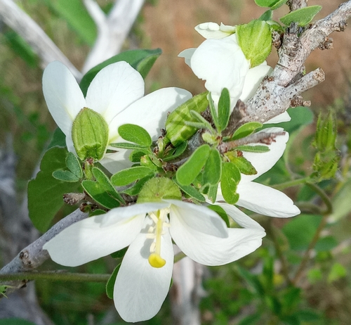 Bauhinia taitensis image