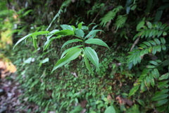 Disporum kawakamii