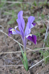 Iris kolpakowskiana