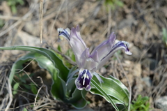 Iris kuschakewiczii