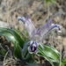 Iris kuschakewiczii - Photo (c) Aleksandr Naumenko, some rights reserved (CC BY-NC), uploaded by Aleksandr Naumenko