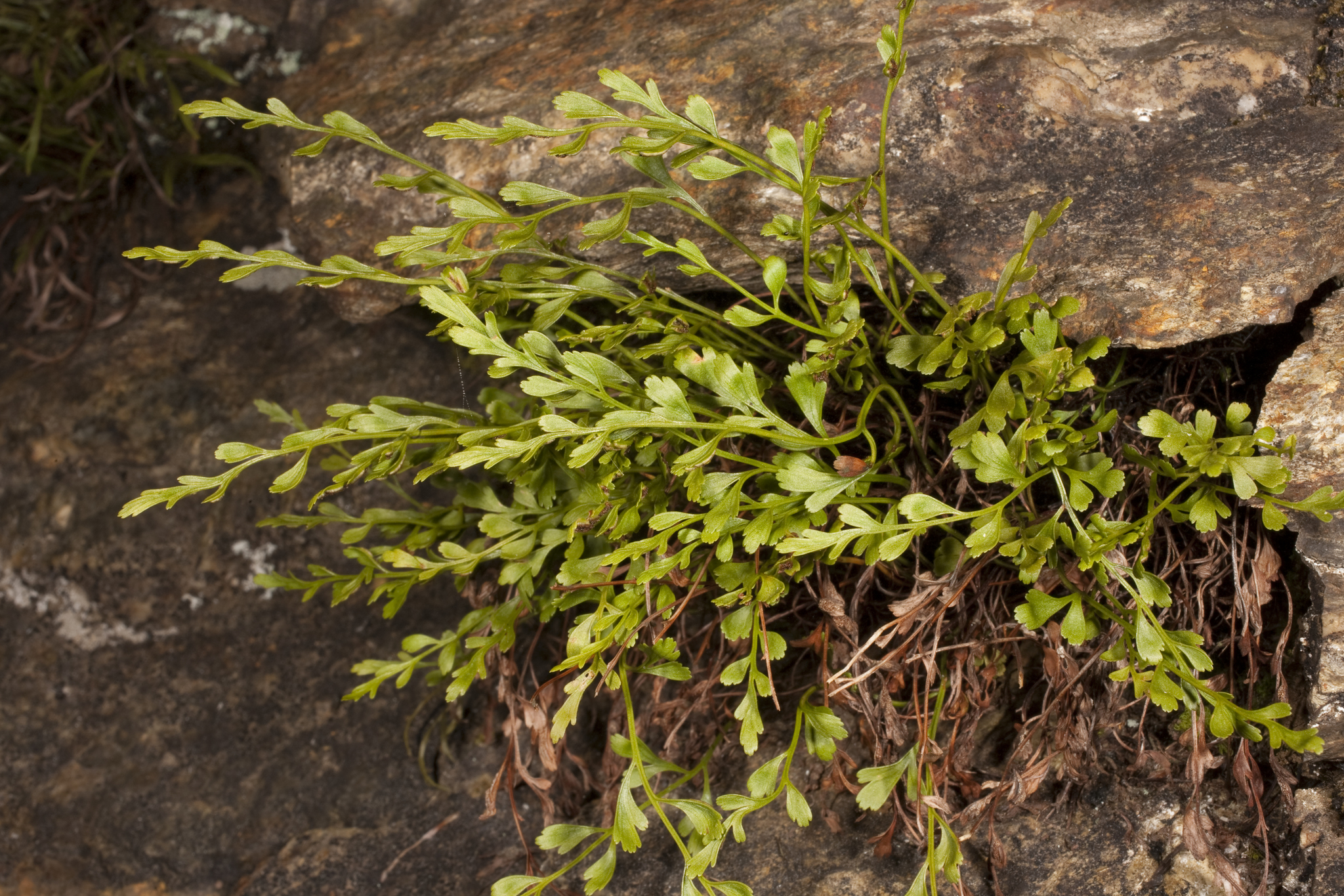 Asplenium X alternifolium