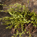 Maidenhair × Northern Spleenwort - Photo (c) Gerard Pié i Valls, some rights reserved (CC BY-NC-SA)