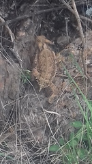 Phrynosoma taurus