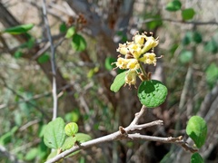 Cordia monoica