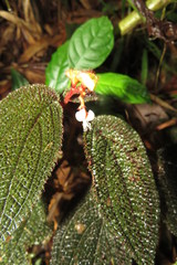 Triolena asplundii