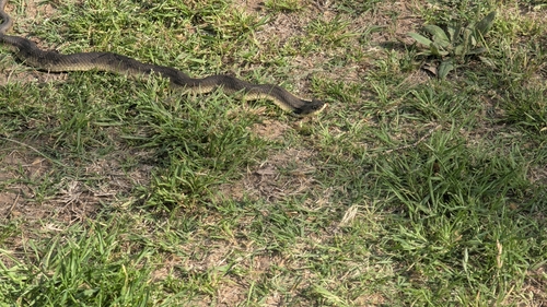 Eastern Hognose Snake