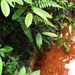菲律賓厚葉蕨 - Photo (c) Clivid，保留部份權利CC BY-ND
