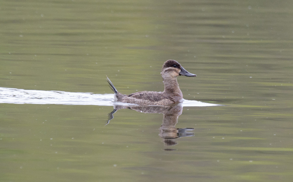 Ruddy Duck