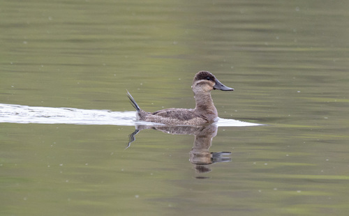 Ruddy Duck